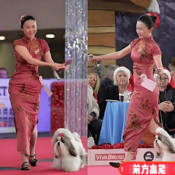 女明星转行当训狗师,还拿下世界冠军,霍思燕这波赢麻了,真高级