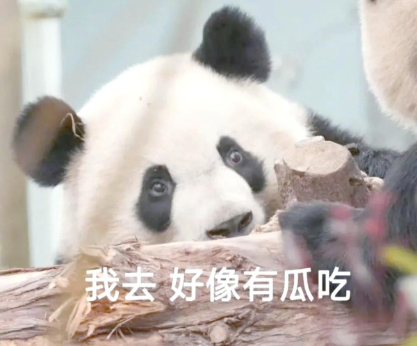 明星流量与动态全解析:从《大汉赋》到蔡徐坤