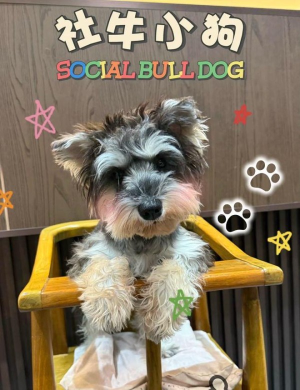 狗狗混成社区明星，铲屎官买菜忘带钱，靠“狗脉”赊账成功！