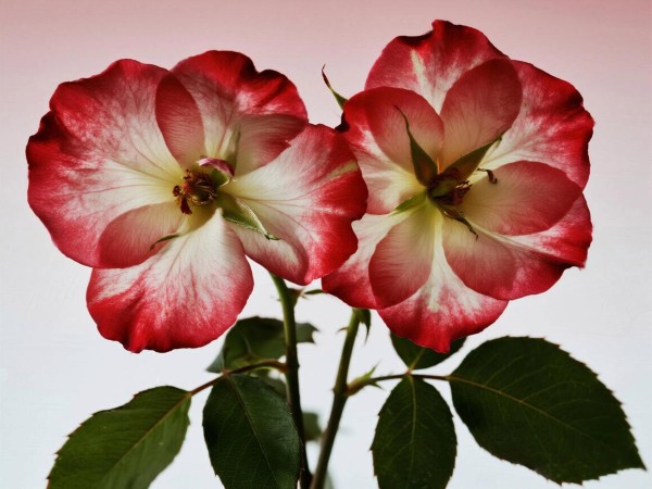 各年代 “最追捧的明星” 国...@星轨迷踪的动态