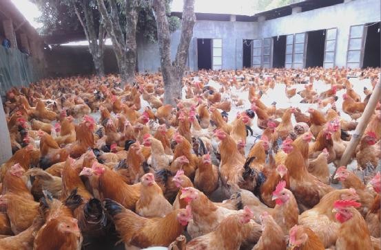 AI如何帮助追星族解决明星脸盲问题