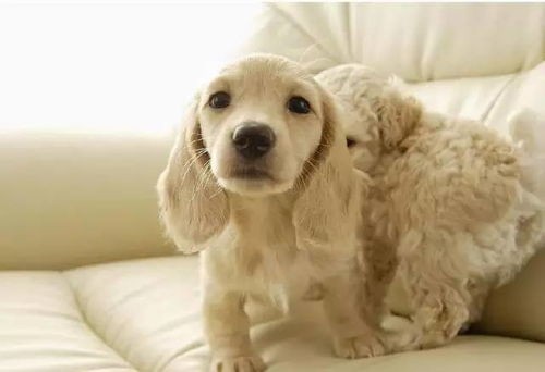 萌宠红人榜：幼犬昵称盘点，中国十大名犬风采集锦