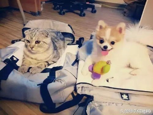 萌宠红人榜：幼犬昵称盘点，中国十大名犬风采集锦