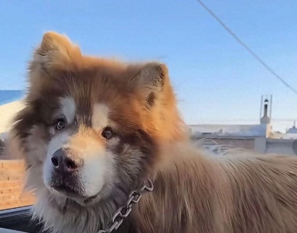 娱乐圈名人因发文惹众怒，爱犬意外身亡引发争议