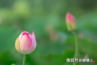 教育理念名言集锦（63句）