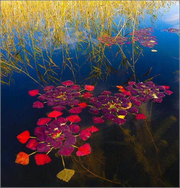 世界名人交际能力经典经验汇粹 - 方块8扑克收藏 - 禅牌苑