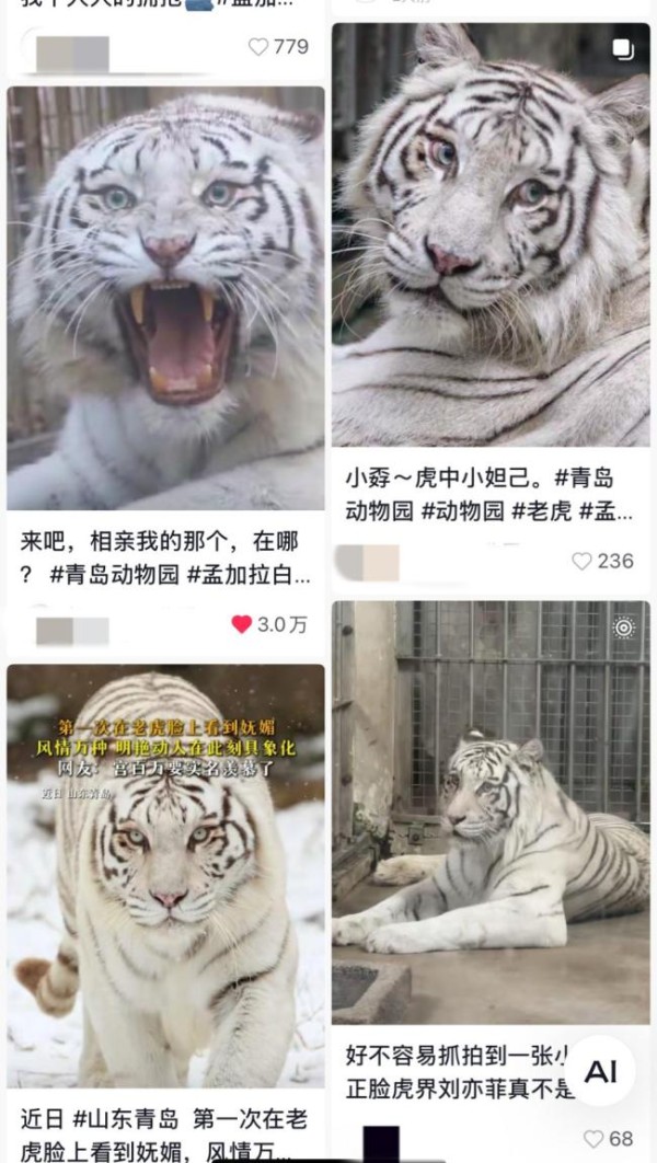 青岛虎界“刘亦菲”小孬火出圈了 美貌引网友惊呼