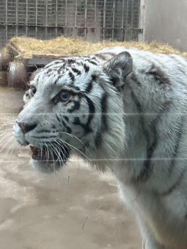 青岛虎界“刘亦菲”小孬火出圈了 美貌引网友惊呼