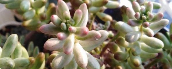 虹之玉怎么爆盆