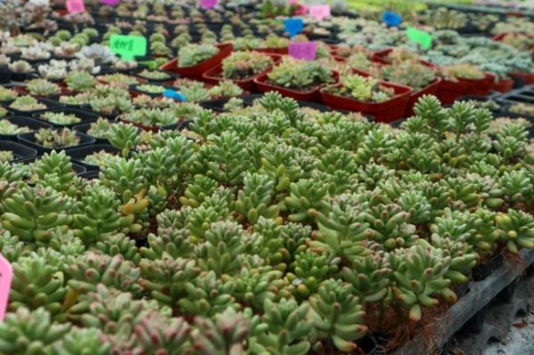 虹之玉怎么爆盆