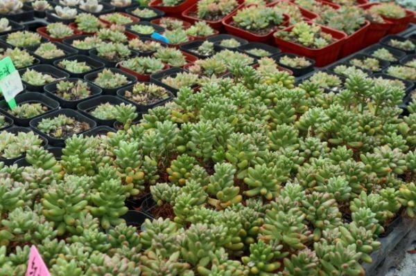 虹之玉怎么爆盆