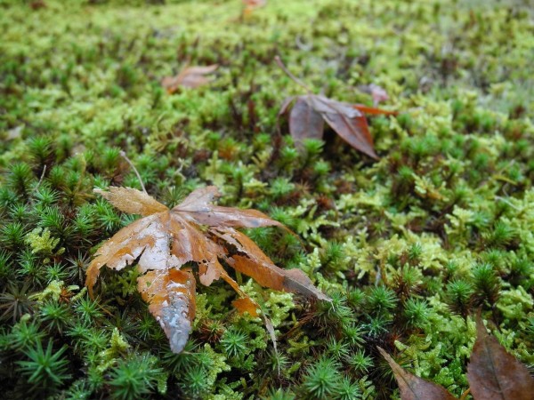 贾乃亮最新动态大揭秘，演艺事业与生活点滴全聚焦
