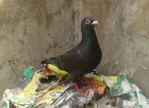 “六招”搞定信鸽配对难题！