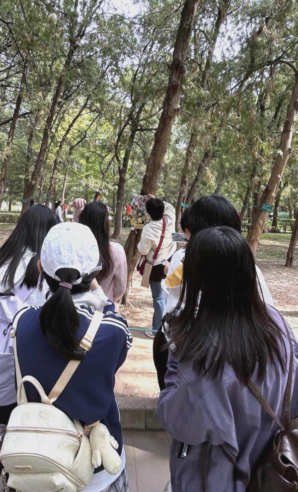 地坛公园明星树引发粉丝热潮：探访背后的故事