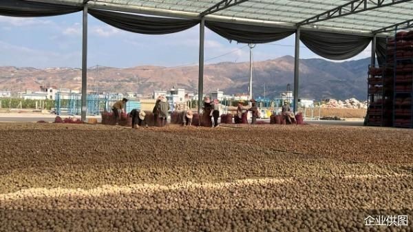 借力电商平台，云南紫皮独头蒜变身“明星果”