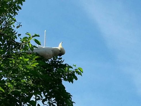 梅尔&nbsp;斯特丽普