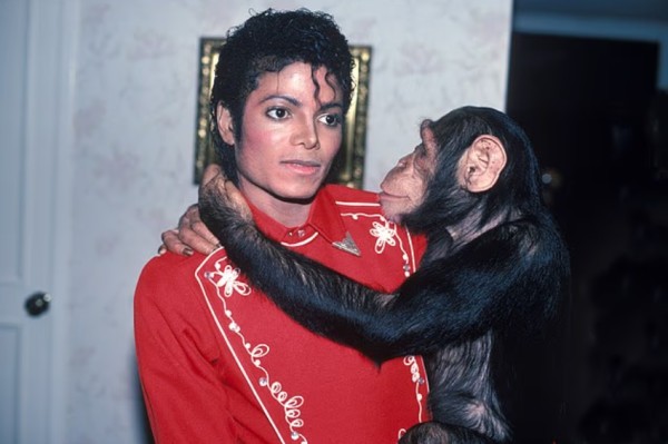 迈克尔·杰克逊收养的黑猩猩43岁了！前动物明星“退休”后生活被曝光