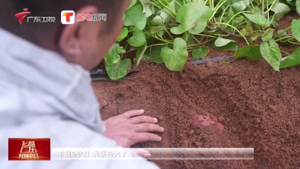 明星“小红”成名记