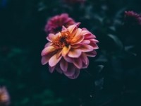 命里无时莫强求！只好怨命？！