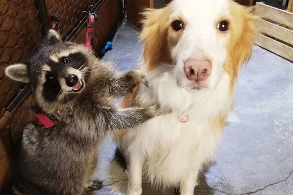 咖啡廳裡的人氣牧羊犬店狗Golden與浣熊妹妹Rocket，吸引許多旅客前來拍照互動。