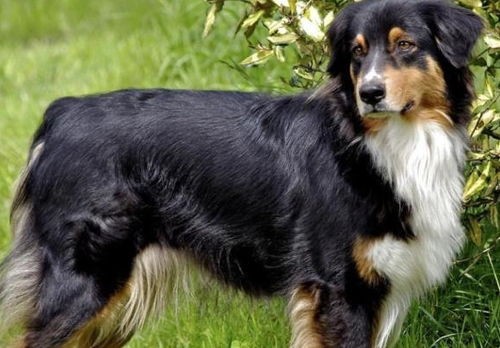 揭秘比利牛斯牧羊犬：独特外观与性格魅力，宠物界的明星级存在！