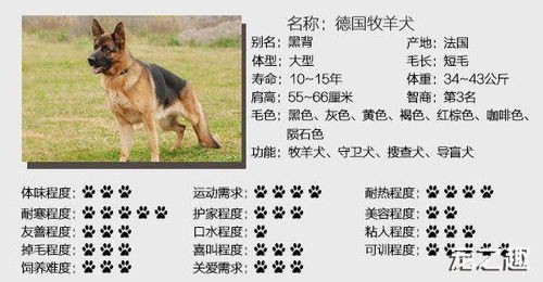 揭秘比利牛斯牧羊犬:独特外观与性格魅力,宠物界的明星级存在!