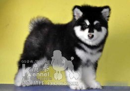 赛级阿拉斯加，宠物界明星，价格不菲！