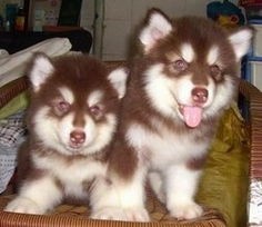 赛级阿拉斯加，宠物界明星，价格不菲！