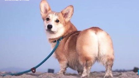 揭秘柯基犬的迷人性格：宠物界的明星！