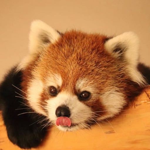 为什么明星热衷于各种时装周活动?