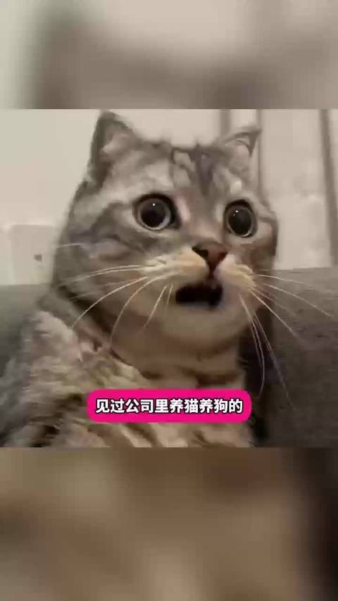 哈哈哈，可爱型