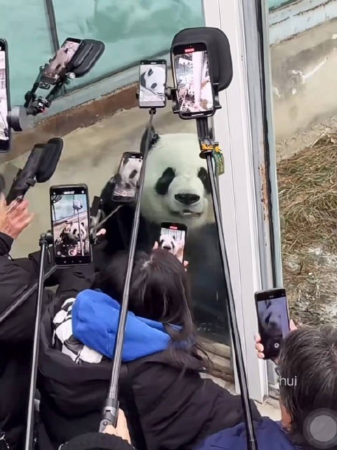 大明星萌兰召开新闻发布会场面壮观