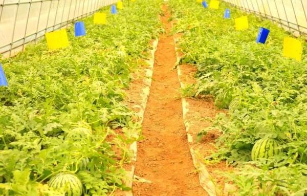 董晓英的乡村振兴之路：从传统到创新的蜕变