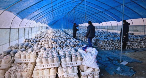 杨贵河的农业创新旅程与乡村振兴愿景