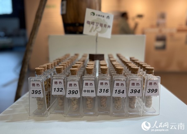 【图3】云南咖啡厂内摆放着各类咖啡豆品种，便于访客了解云南种植咖啡历史。-人民网记者-蔡树菁摄