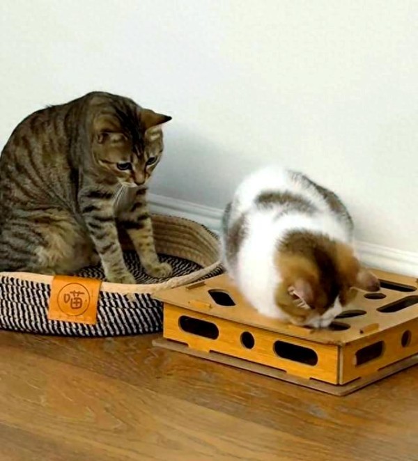 张馨予的烟火生活：真实与放松的日常展现