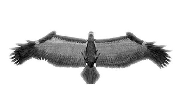 千古第一奇书，却无人愿学，只因开头一句话堪比《葵花宝典》