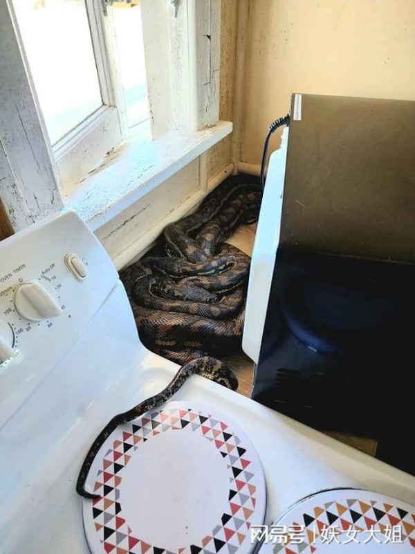 真害羞呢！微波炉后面有东西在动。澳大利亚妇人看到两条巨蟒交配