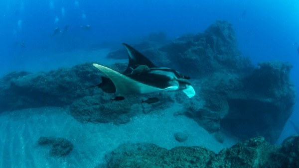 了解真实的主播经纪人