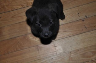 黑色法斗如何挑选？核心关键词：血统、性格、潜力。它将如何成长为赛场上的明星？