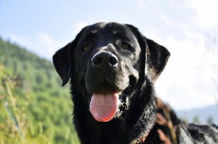 黑色法斗如何挑选？核心关键词：血统、性格、潜力。它将如何成长为赛场上的明星？