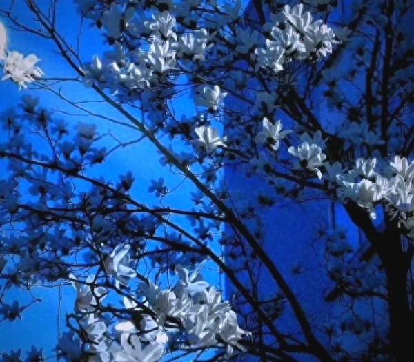 星座如何影响团队项目成功率：优势与潜在风险