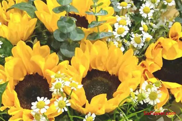 颁奖典礼送什么花好？向日葵是不错的选择！