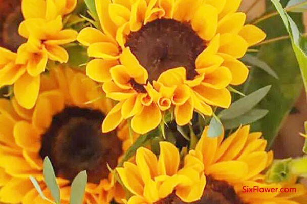 颁奖典礼送什么花好？向日葵是不错的选择！