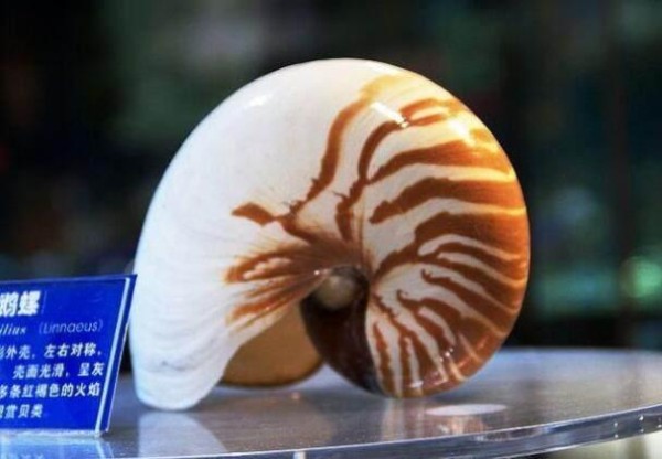 长安十二时辰中有种鹦鹉螺杯，此杯在这座陵墓出土，秘密都被揭开