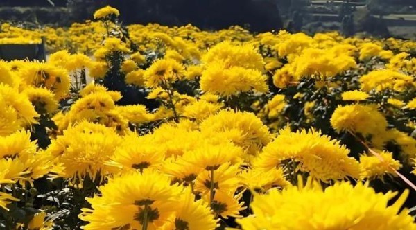 揭秘鲜肉男演员如何凭‘女大佬’助力意外上位娱乐圈