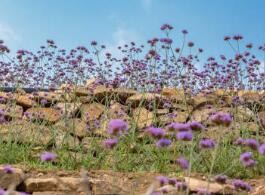 明星妆详细步骤