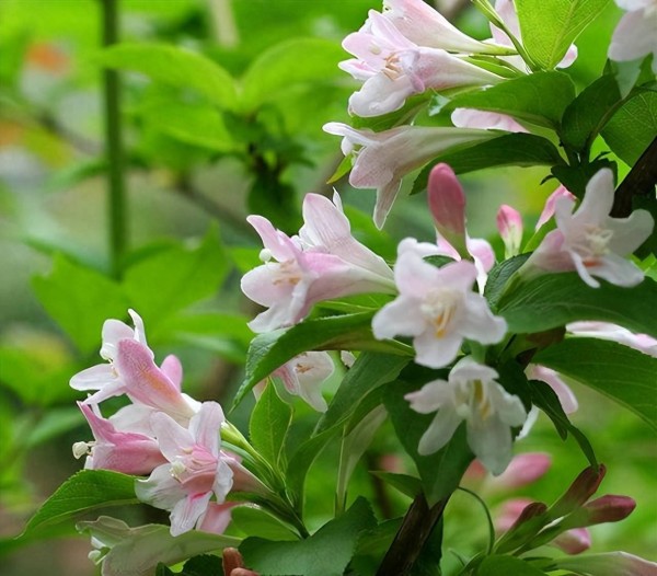 你的太阳星座和12个金星星座，告诉你的爱情秘密（下）