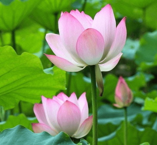 朋友遍地，一路贵人，赚钱在马年变得顺顺利利的四个星座