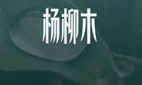 杨柳木命女孩在戊申年这样做，贵人主动找上门